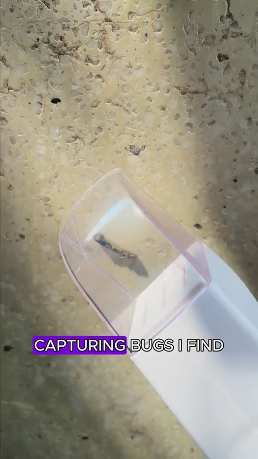 Handheld Insect Catcher for Efficient Spider, Bee, and Insect Trapping at Home